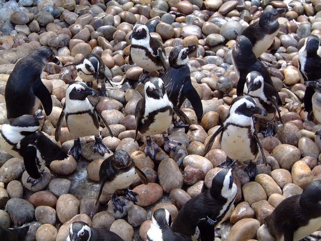 Penguins at bristol zoo by funkybunch