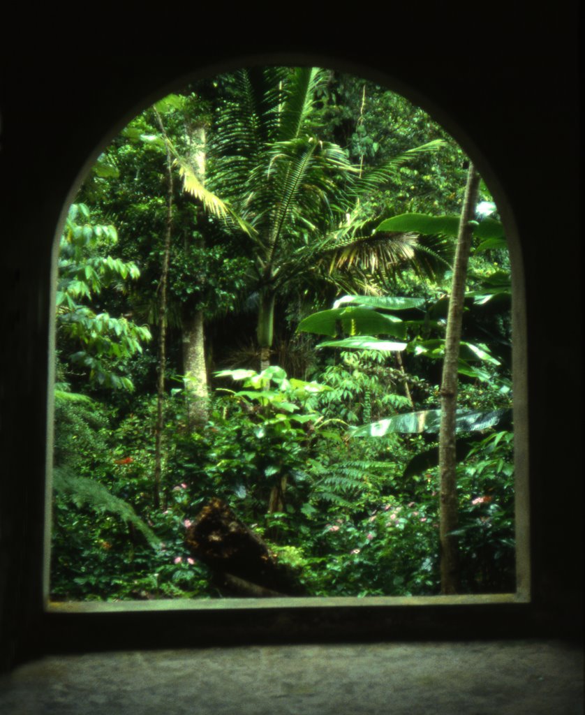 El Yunque jungle view by hicountry