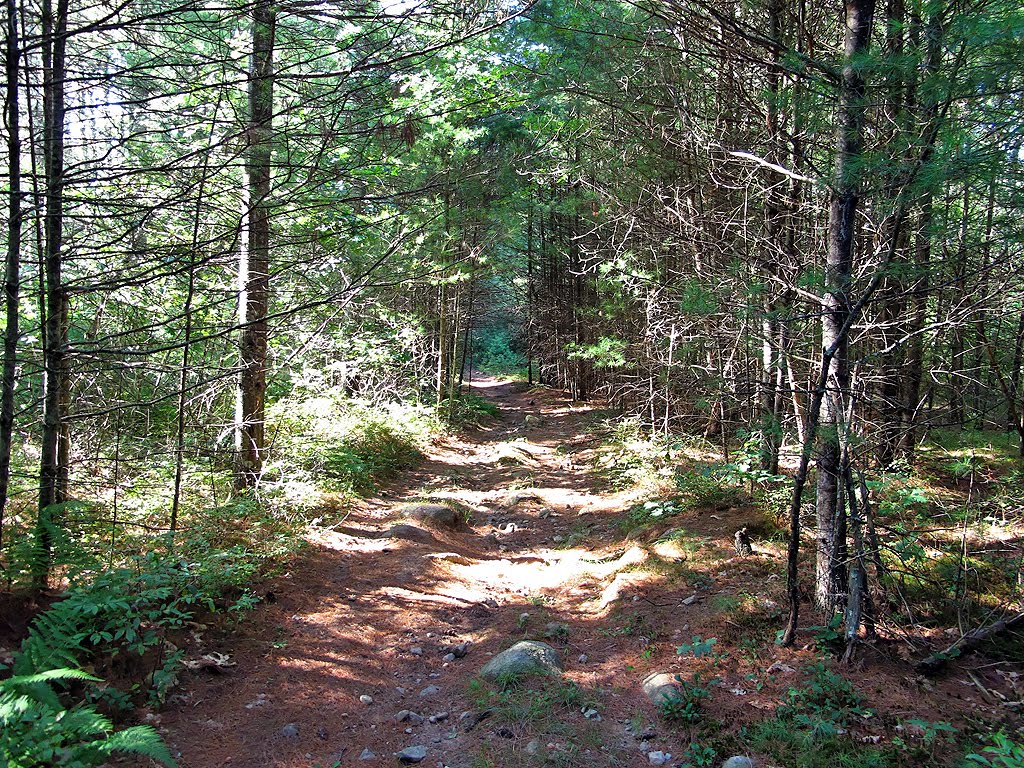 Rocky Trail (Some Chewed Up By Dirt Bikes) by Tom Choma