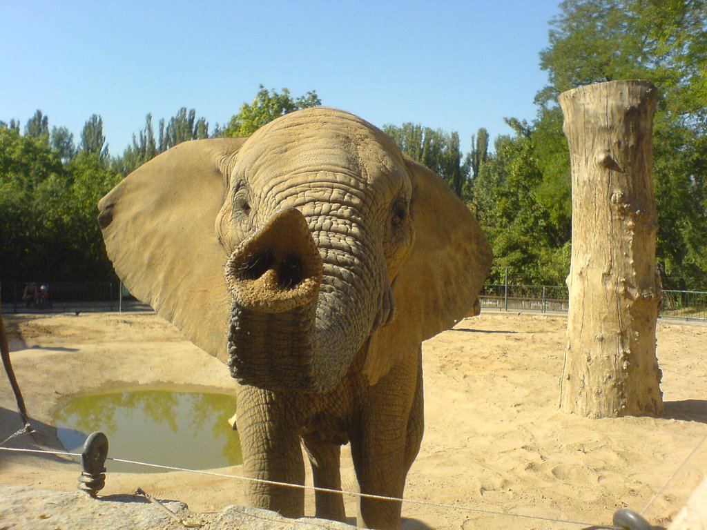 Elefant im Zoo Erfurt by diddi1961