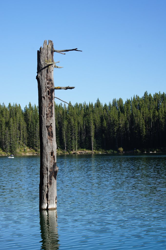 Natural Totem, Chinook Lake by RCMc