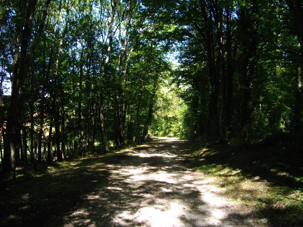 Chemin dans le bois des Ermettes après Montby by Claudius B.