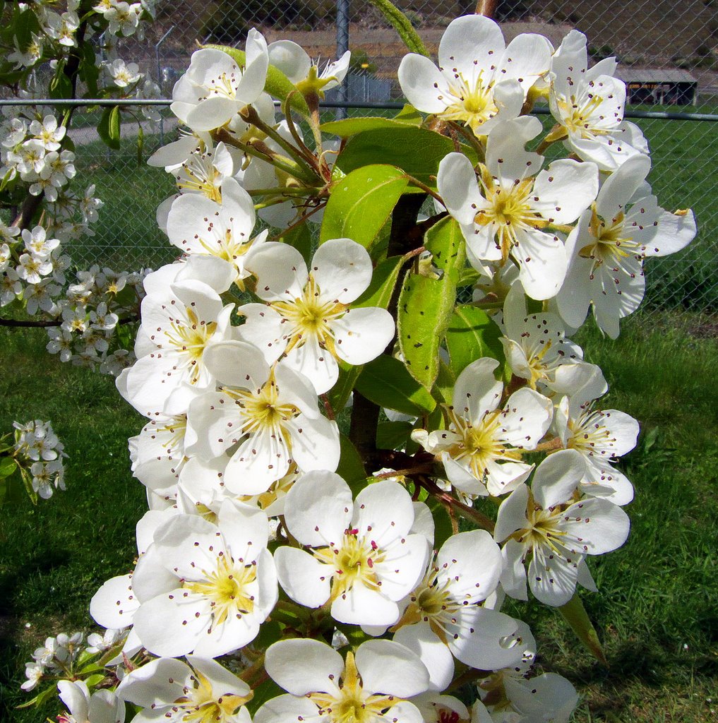 Birnenblüte by Norbert Burgener