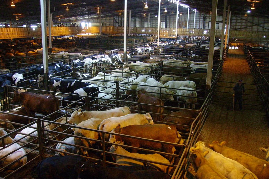 Kitchener/waterloo - cows for sale on st. jacobs farmers' market by Maarten Groenbroek