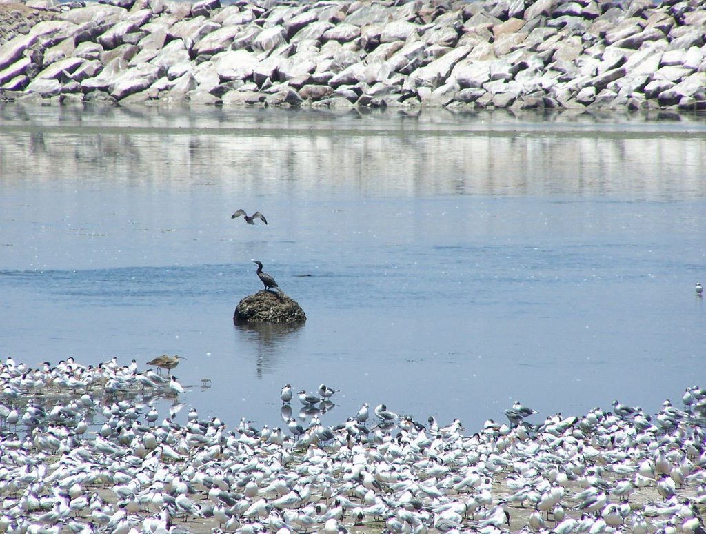 El patillo feo (Cormoran) by Juan Carlos Balbuena…