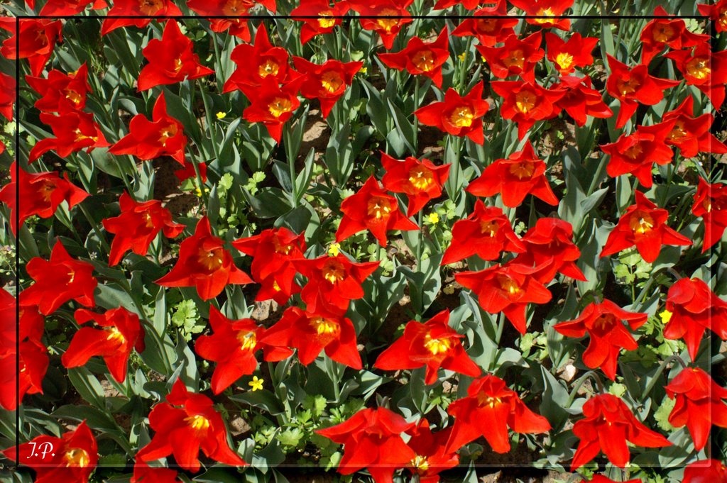 Tulips in Istambul by Jörg Petersen