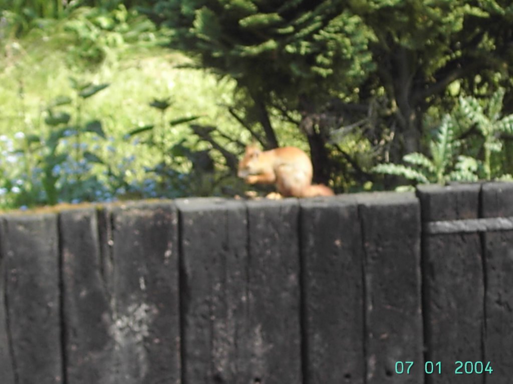 Eichhörnchen auf Nahrungssuche Wildsachsen 2007 by humpelstilzchen662