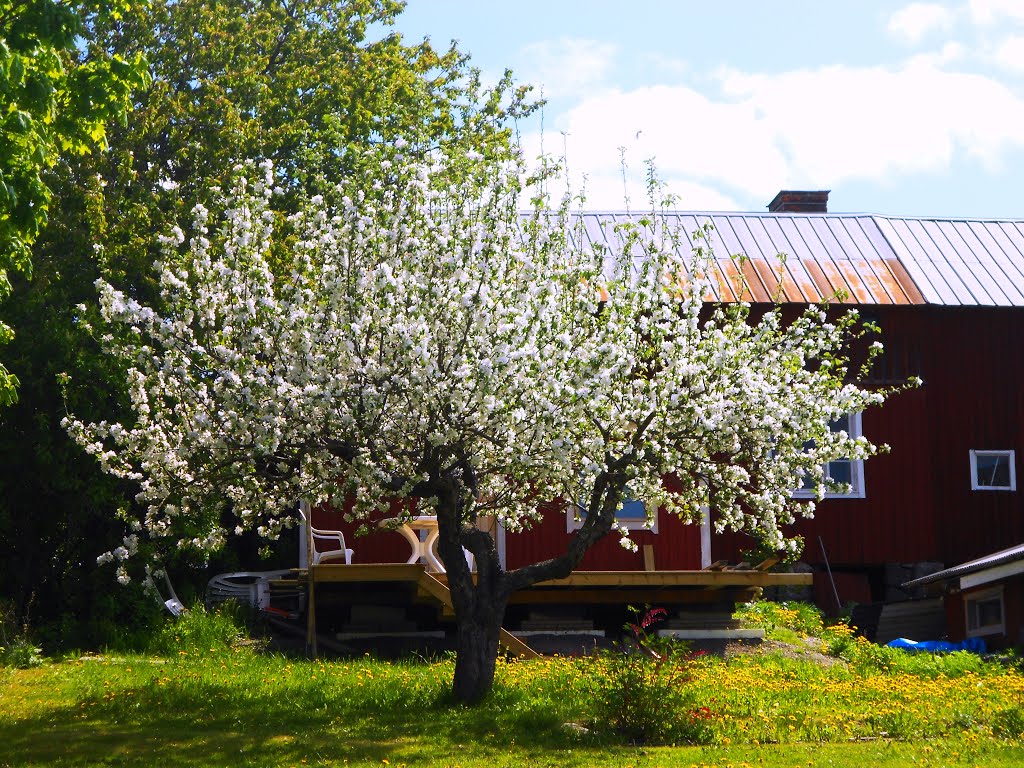 Blossoming apple tree by TheCloakedHedgehog