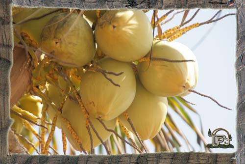 Cocos exquisitos en Acapulco by Jose Luis Estalayo