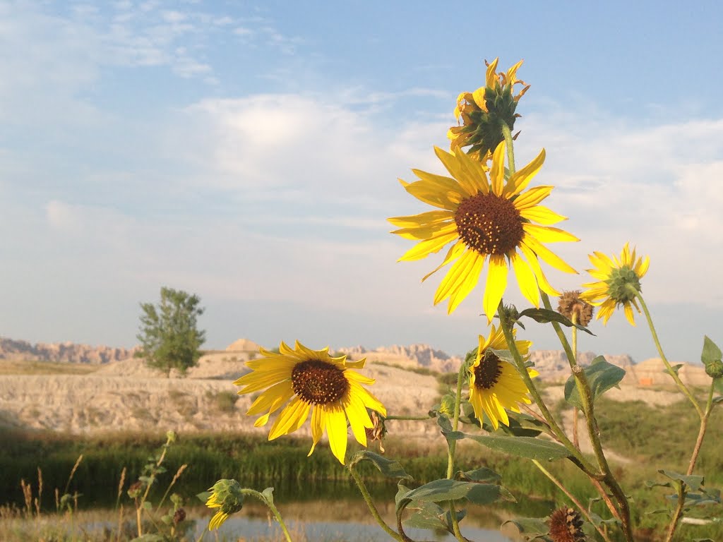 Flowers in the Badlands by GeekyExplorers