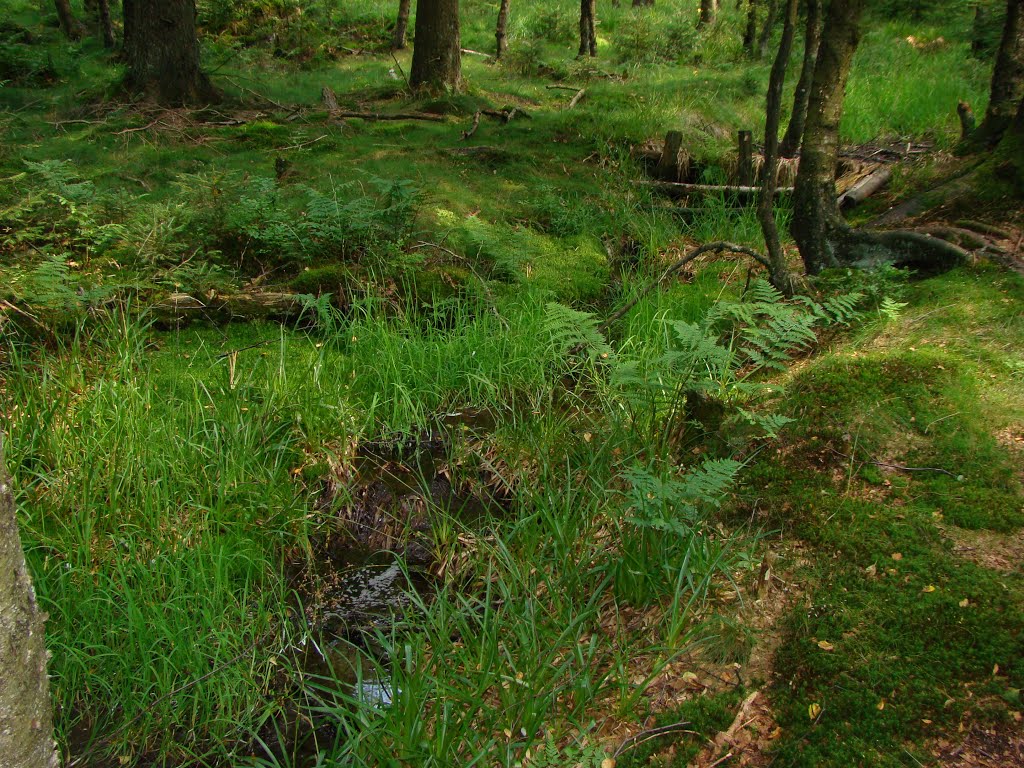 Rothaargebirge (Birkenbruch) Juli 2012 by DortmundWestfalica