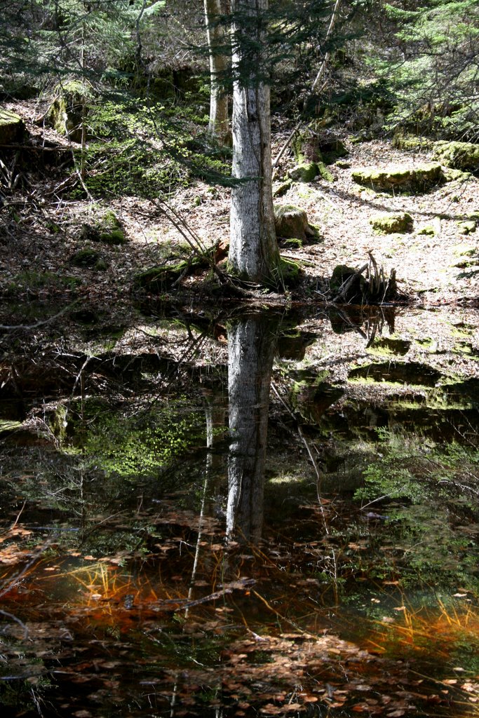 La busa dei cervi: piccolo lago in prossimità del sentiero n. 504 per Malga Kraun by Francesco Giacomoni