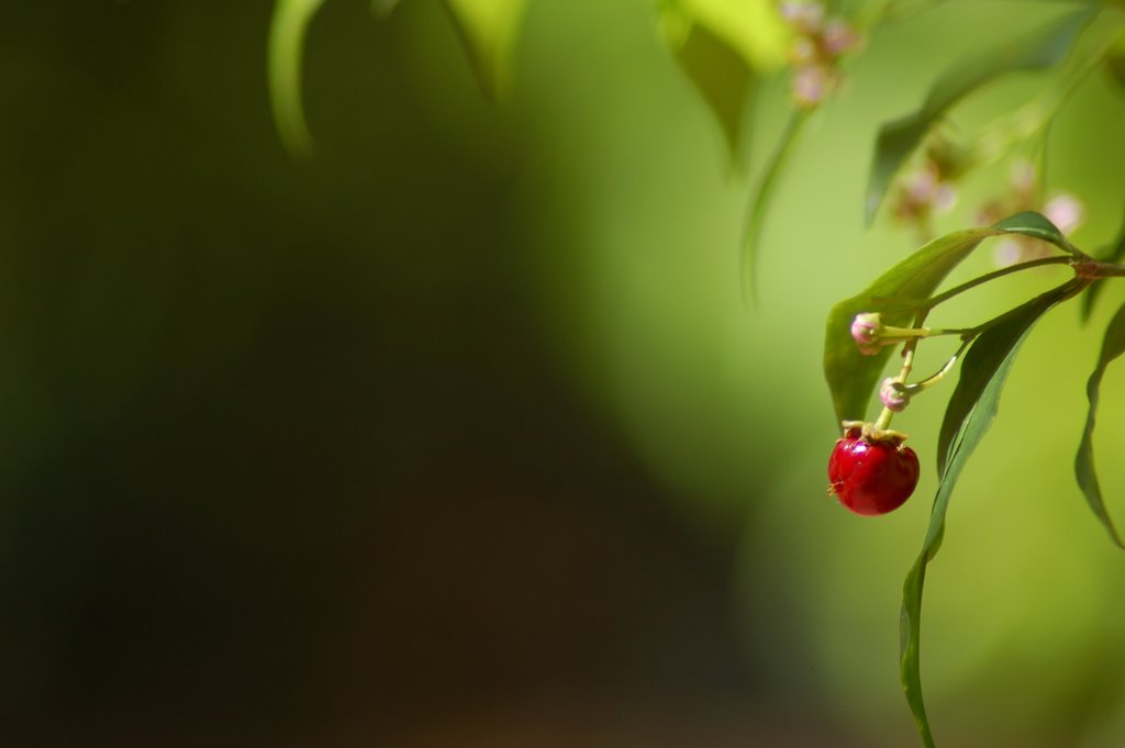 Bouton by astre fabien