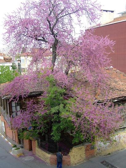 Arakiyeci Sokak girişi by chatlag