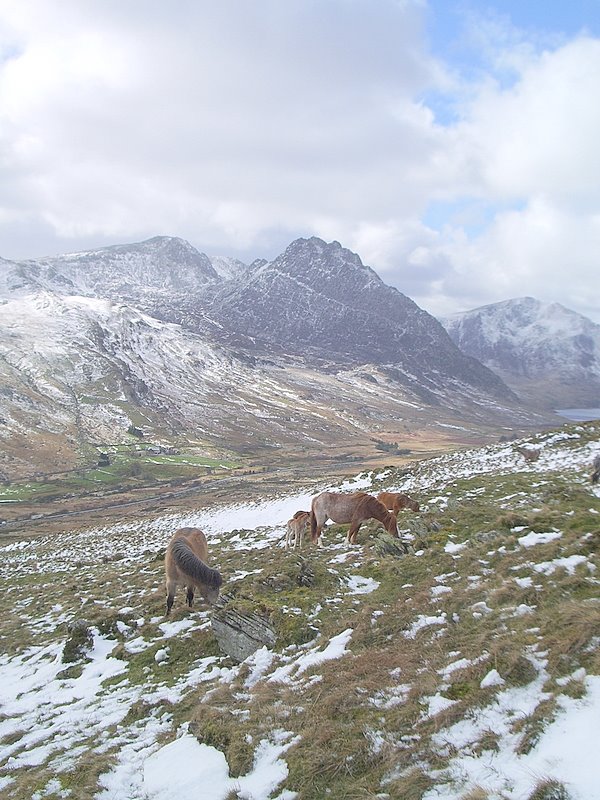 Tryfan East by Whistlejacket