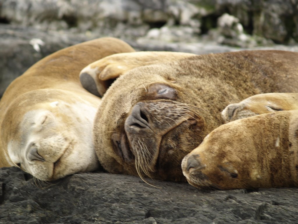 Harén de Leones marinos by masfarne