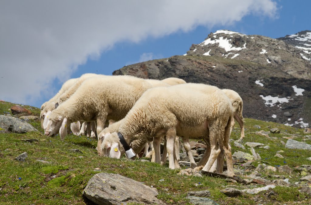 Grazing lambs at the Ortler Apls, Italy by Tititateo