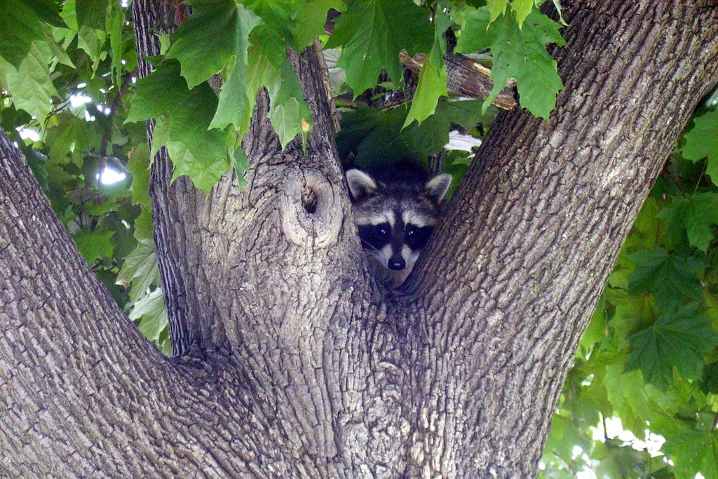 Hamilton - sterling street - raccoon in tree by Maarten Groenbroek