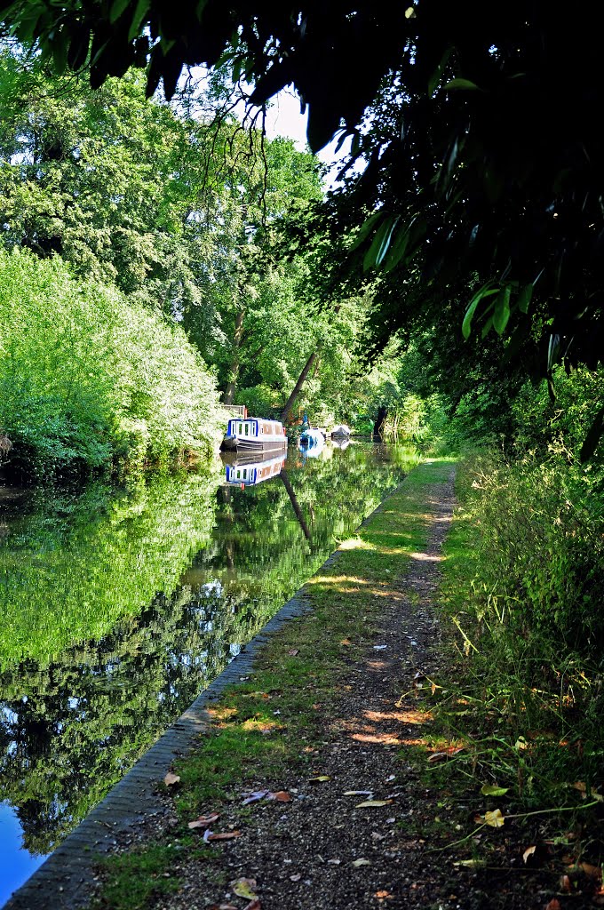 Basingstoke Canal by DAVID ROBINS