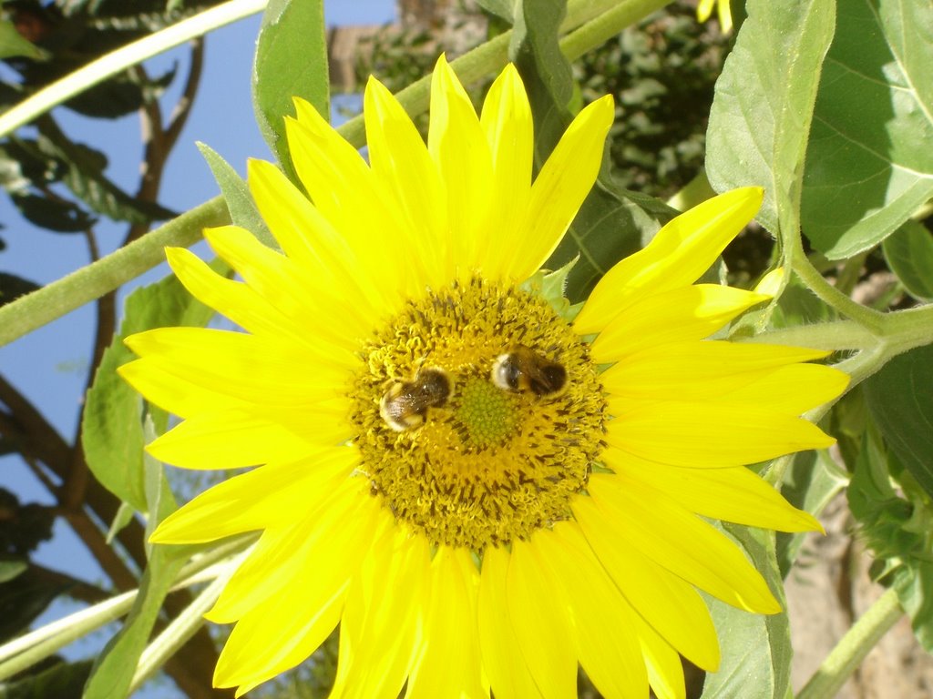 jolie tournesol remplit de soleil dans le jardin du château de marvao by calabia