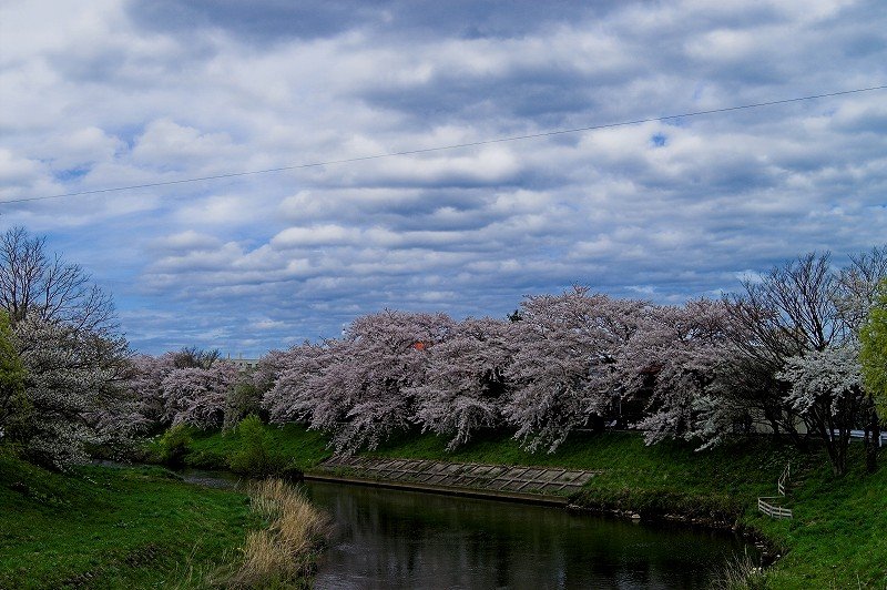 楢山桜景色 by kaito_38