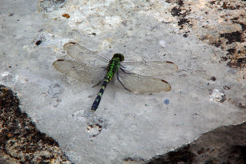 Dragonfly at Aquarena Center by kaywoody