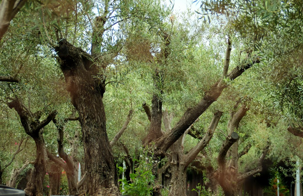 Olive. Dintorni di Riposto. Sicilia (Italia) by Andrej Antipin