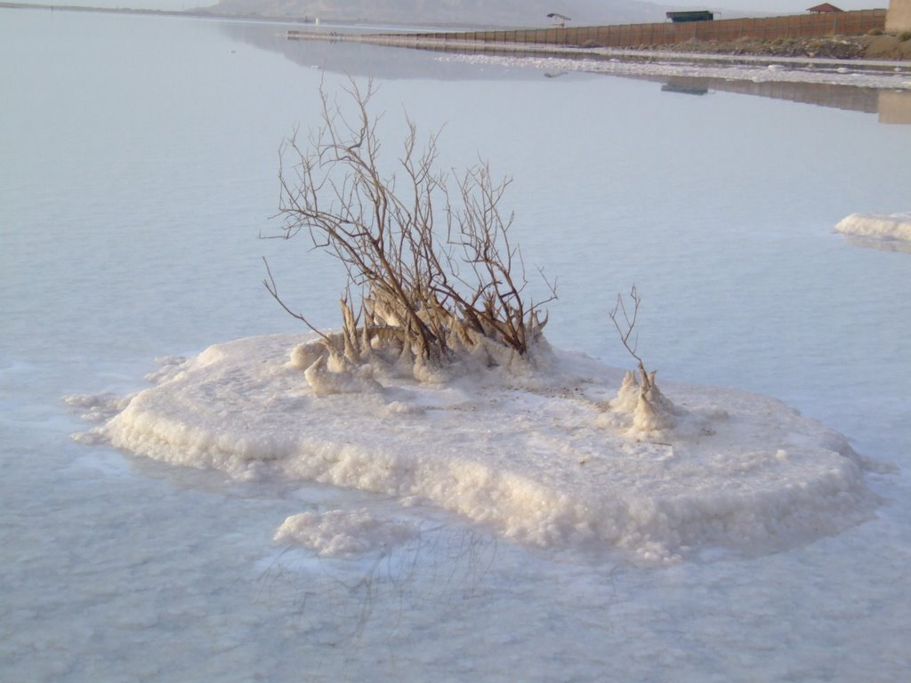 Growth in Dead Sea by Danot Abraham