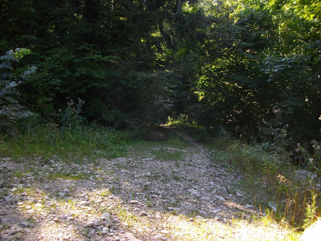 Descente dans le bois ddu Grand Lomont sur Neuchâtel-Urtière by Claudius B.