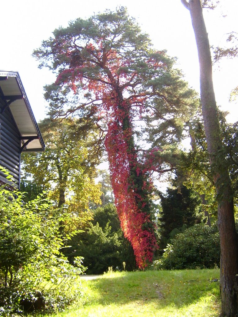 Herbstzauber by ralflauber