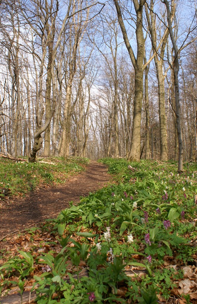 Ithkamm - Lerchenspornblüte by Wolfgang Schnurbusch