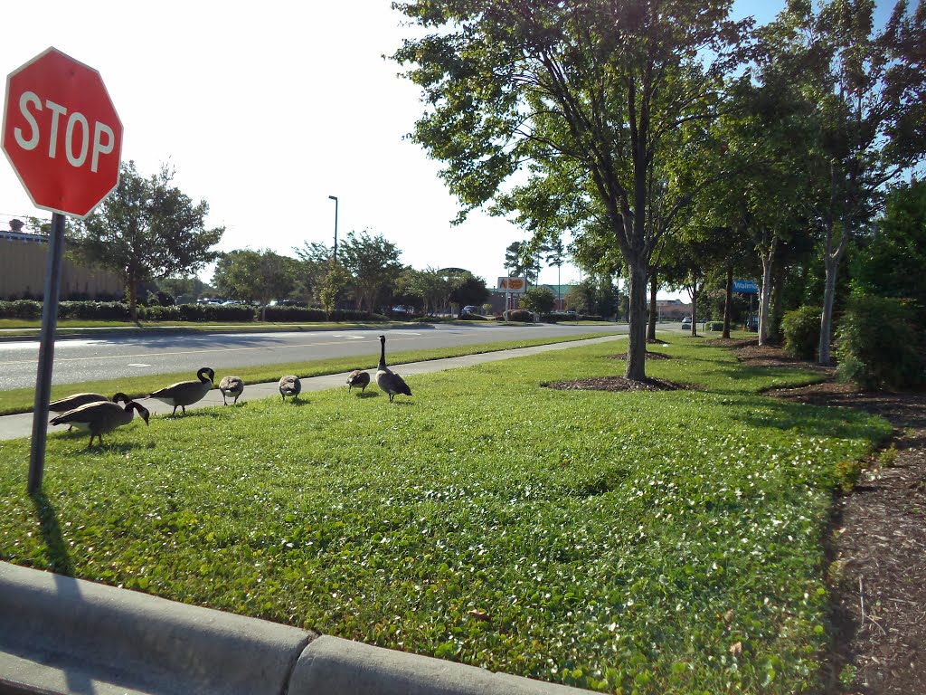 Geese in Wilmington NC by Boyd T