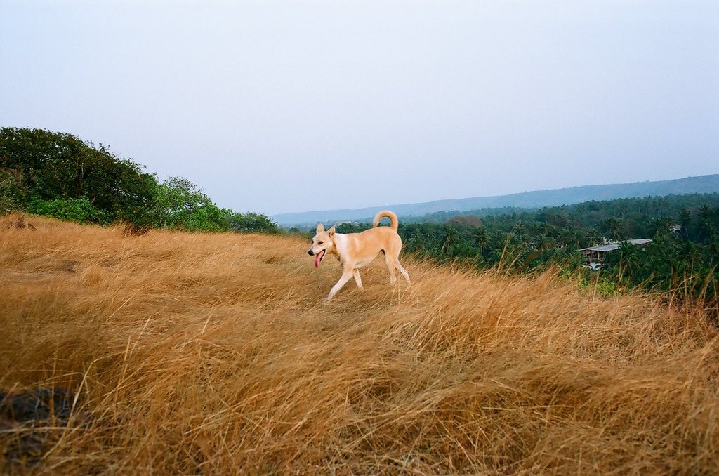 Goan Dog by Maxim Morozov