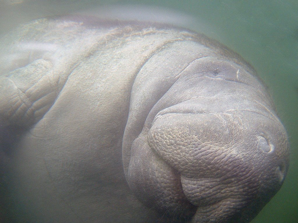 Swimming with manatee by alexmel