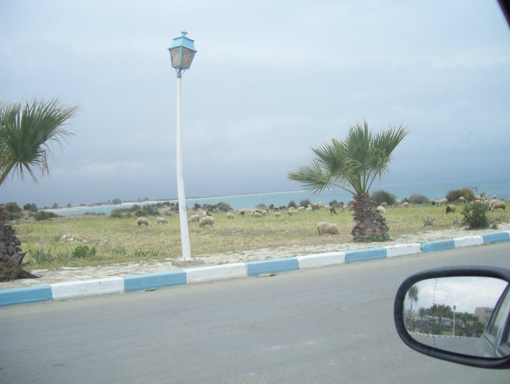 Des paturages, des brebis et de la mer à Hergla! by Walid AZGAL