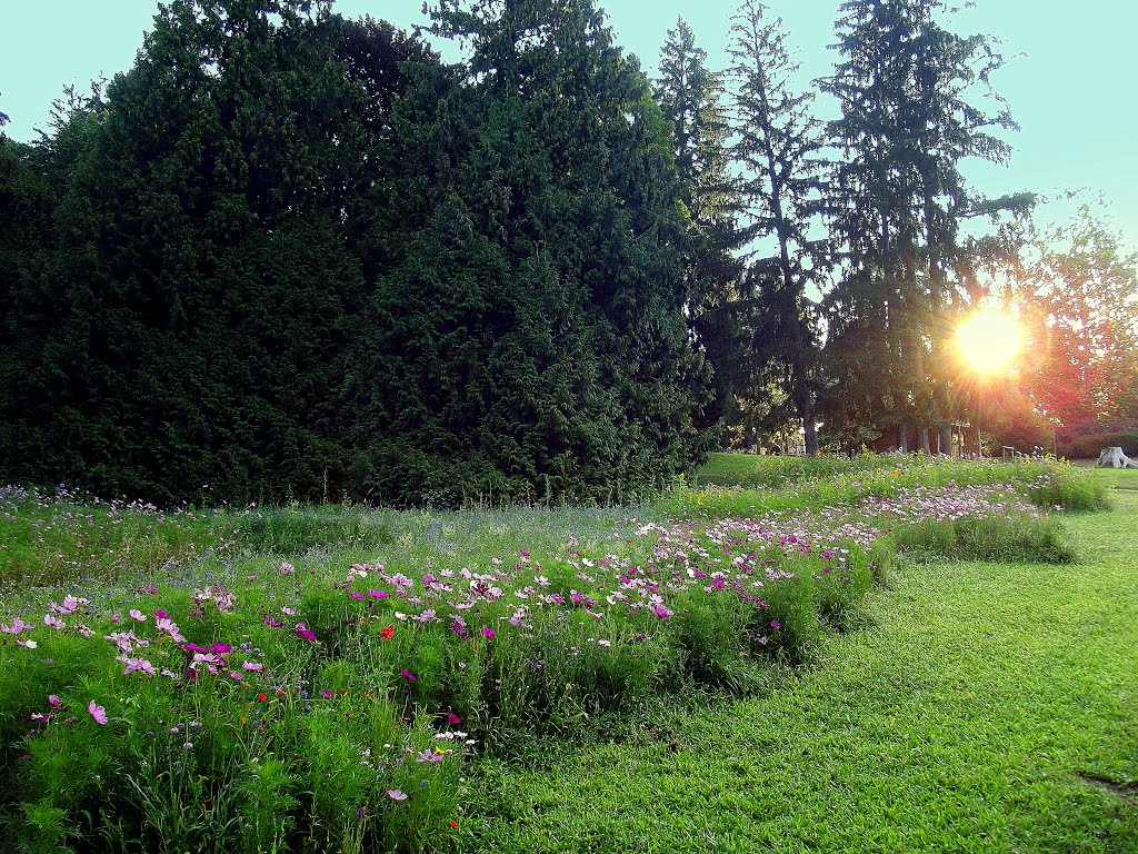 ENLARGE...Nel parco degli Asburgo, aspettando l'alba,.........ammirando tanti bei fiori di campo!. by Johnny Poole