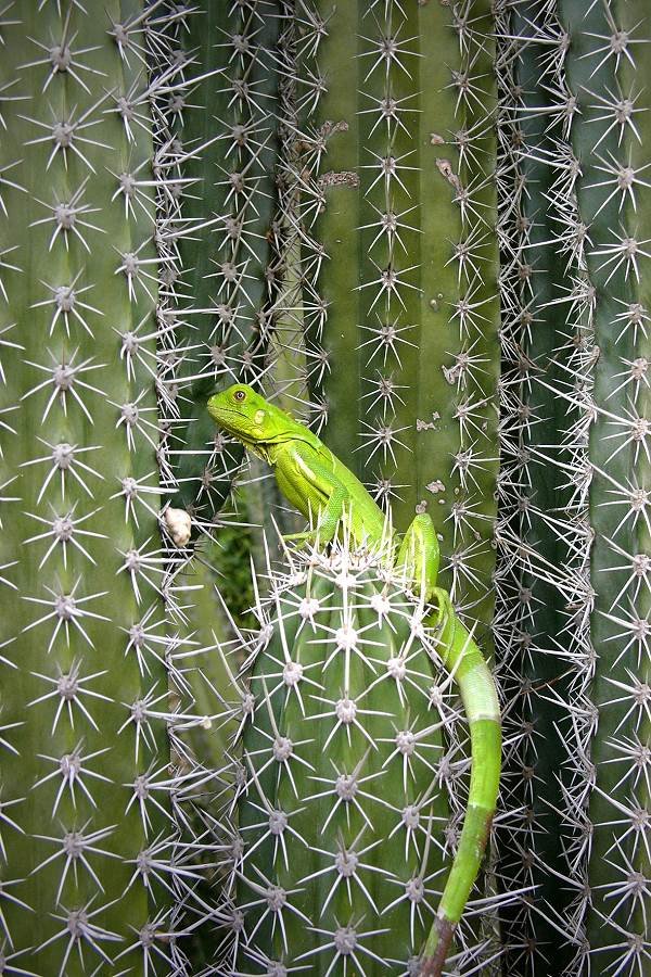 Leguano (Curacao) by wsp