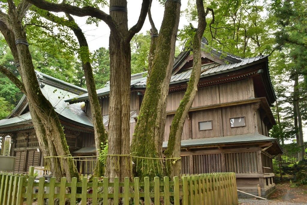 小室浅間神社　大塔宮(護良親王)古跡とカツラ　OmuroSengen shinto shrine by nkmroioikkkz