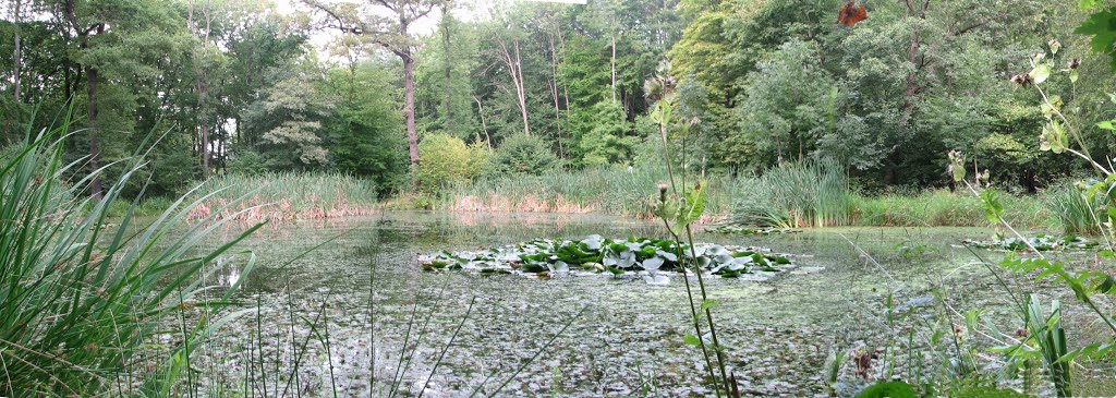 Großer Waldhausteich by Murmelmicha