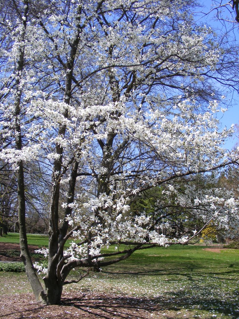 Niagara Parks Botanical Garden Magnoliaceae Wanda's Memory by irenesteeves