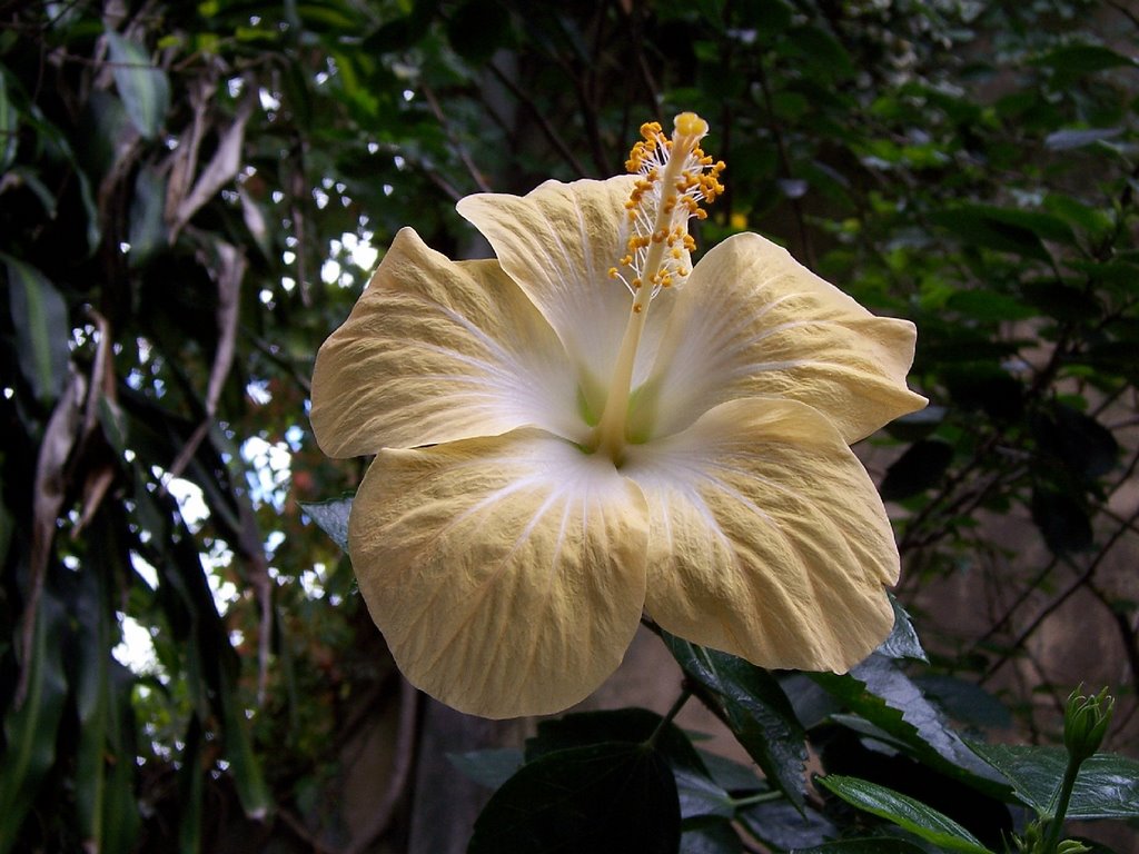 Hibiscus by Edmundo Rodríguez Pr…