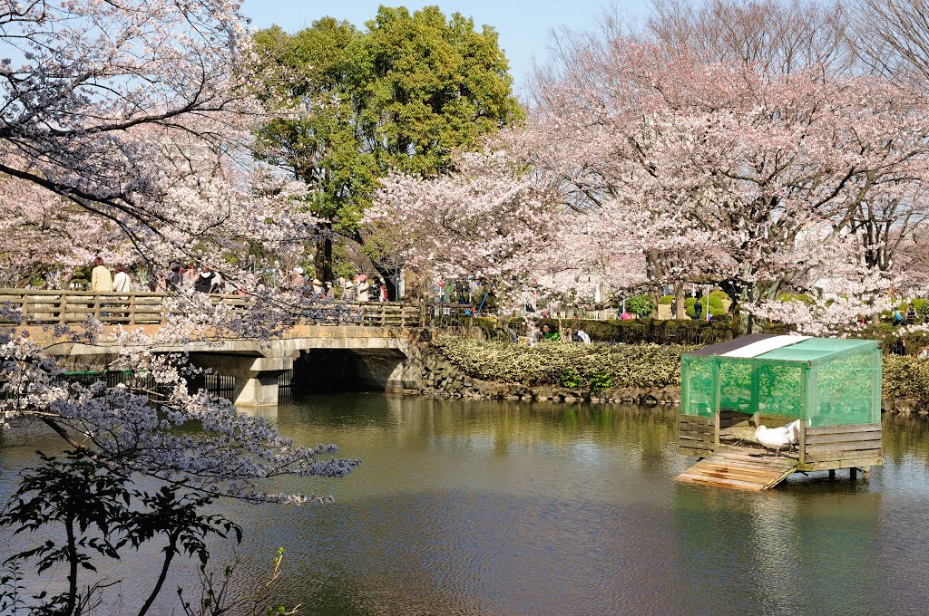 鹿沼公園の桜と白鳥 by 東郊住宅社