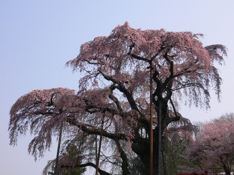 Benisidare-Zizousakura-紅枝垂れ地蔵桜 by andou