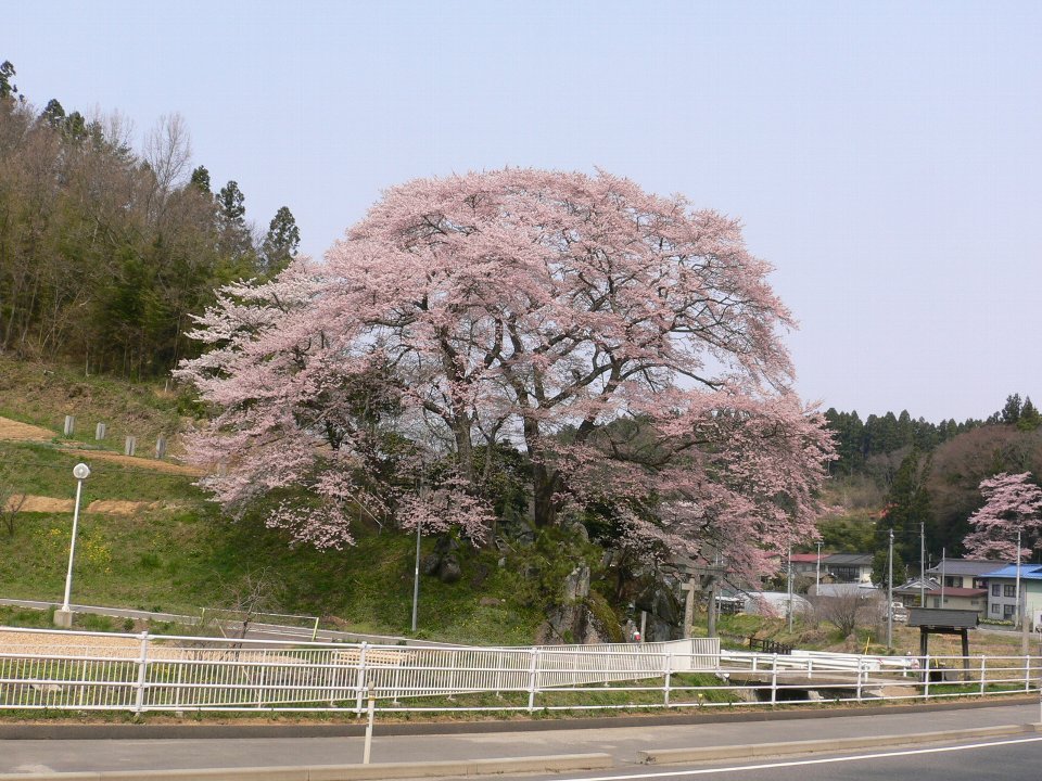 Iwasakura-Nihonmatu-岩桜 by andou