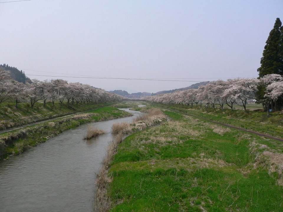 Natui-River-The 1,000-Cherry Blossoms-千本桜 by andou