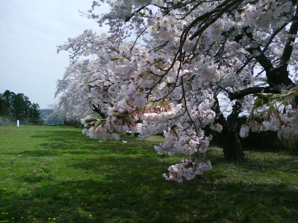 桜　旧竹花小学校 Toyosato by cora_cola　茶々丸