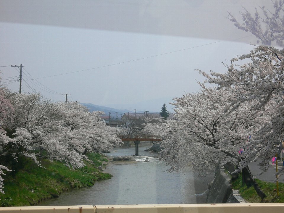 Ootakine-River Side-Cherry Blossoms-Hunehiki by andou