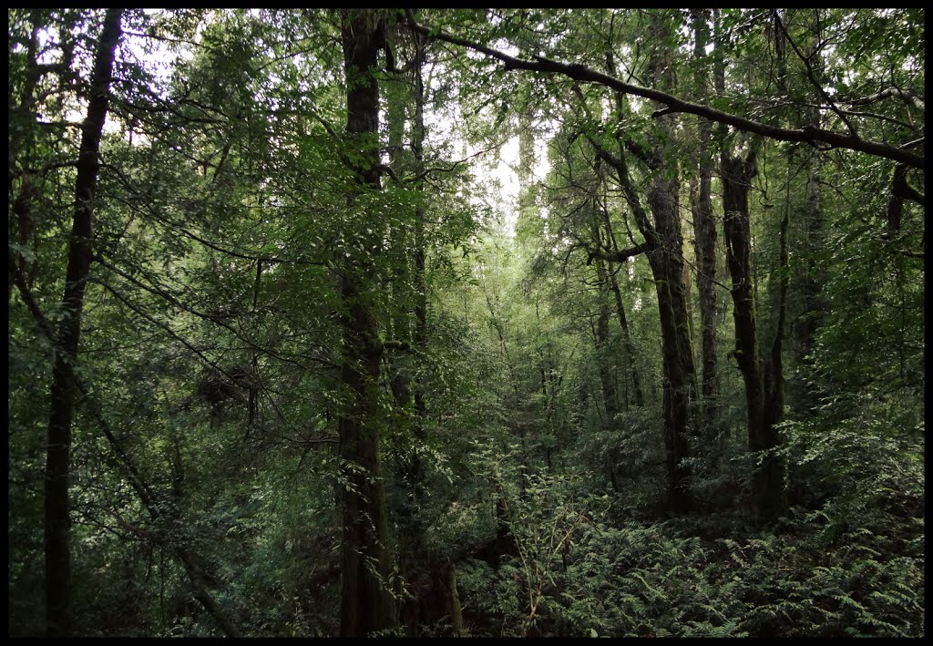 Old growth forrest, Mt Donna Buang, Victoria by man_of_Tao