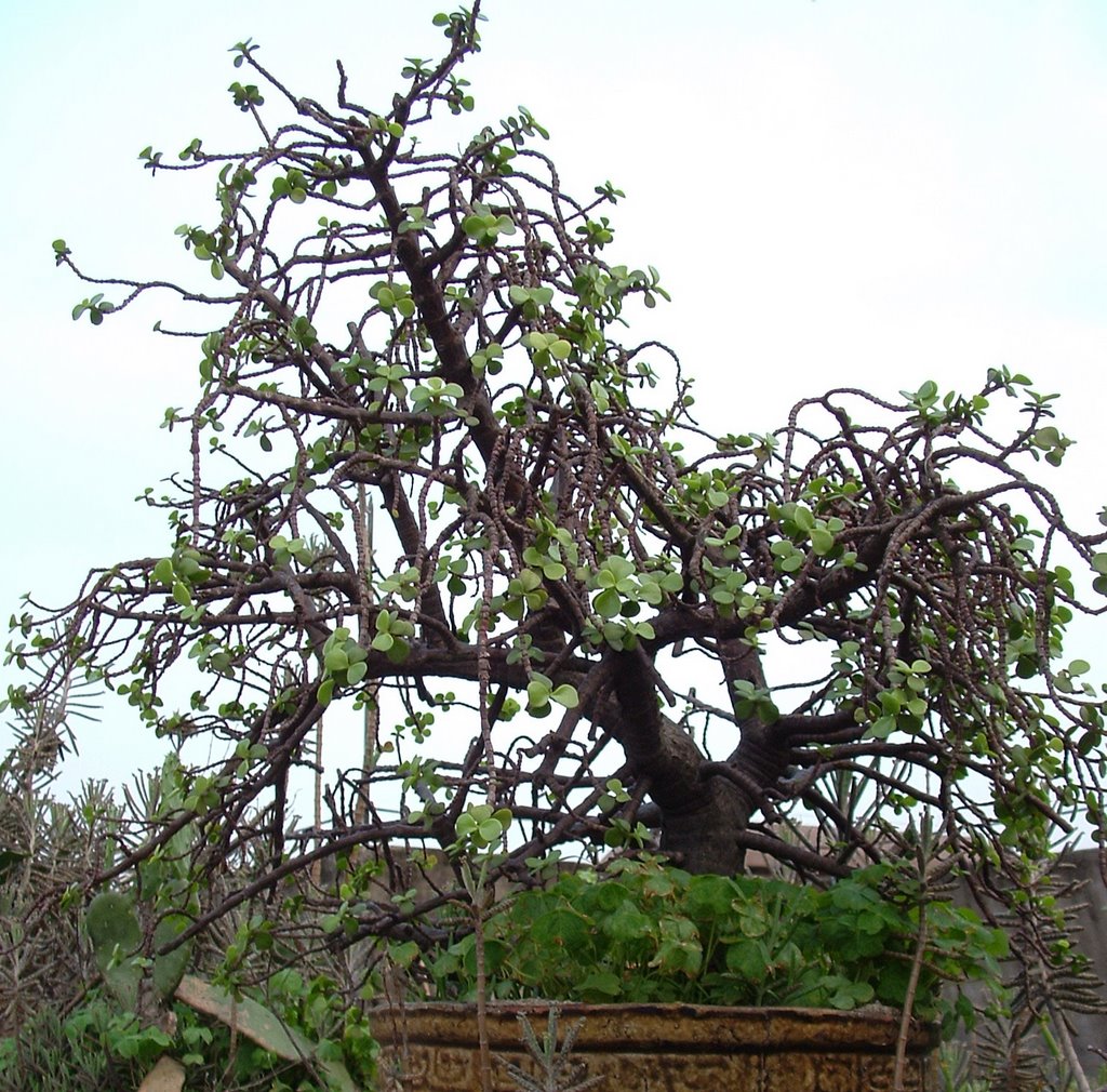 盆景(Bonsai) by 飞火流星