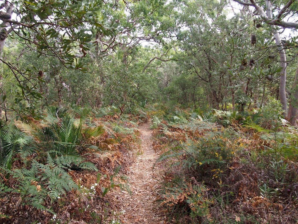 Wyrrabalong National Park by WoollyMittens